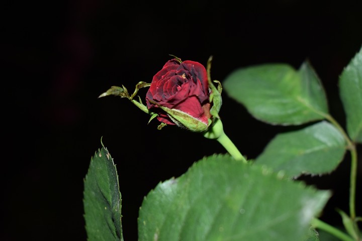Red rose