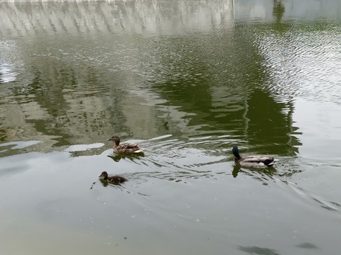 Ducks family