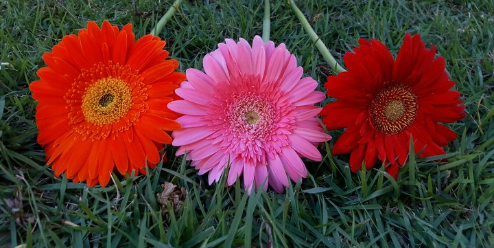 flower