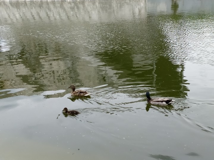 Ducks family