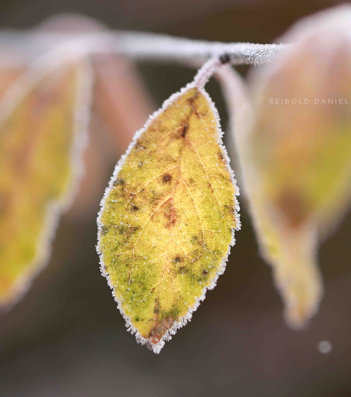 Blatt