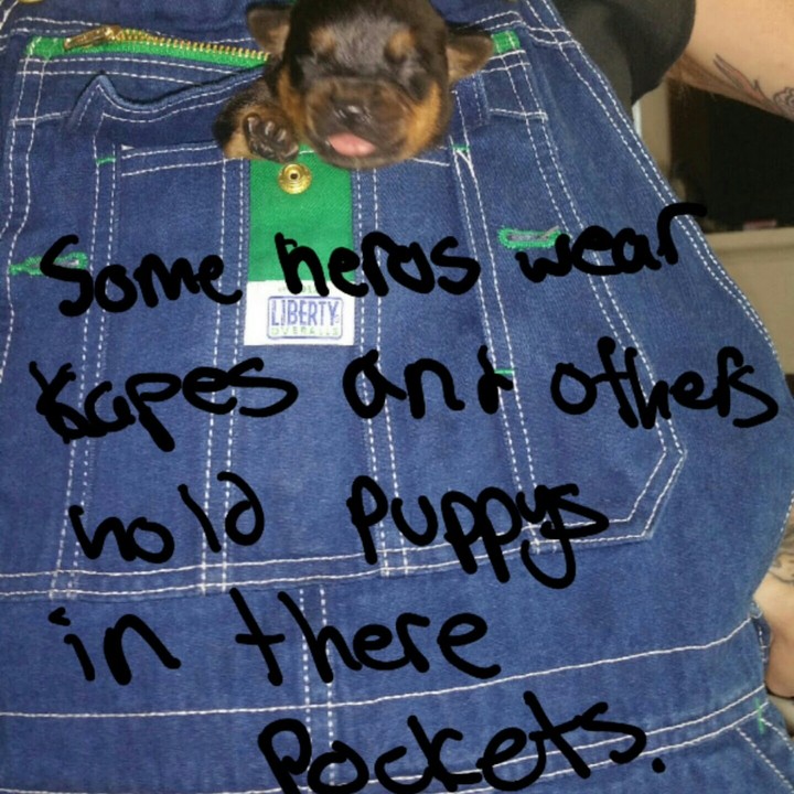 P,P/ puppy pocket
