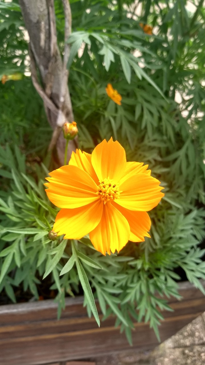flor da praça .