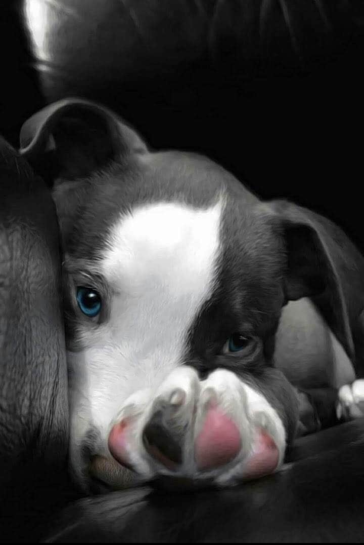Jr