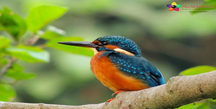 Water Bird