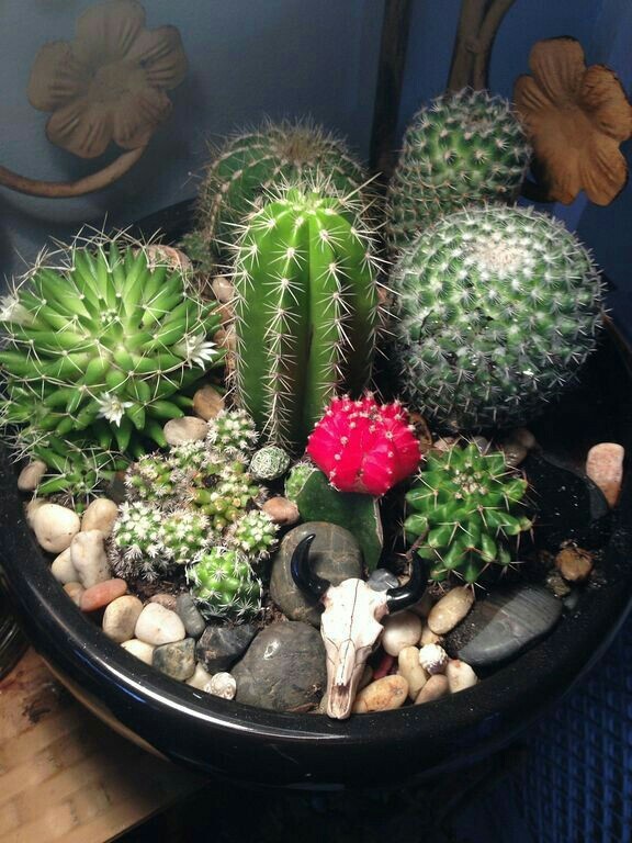 Cactus