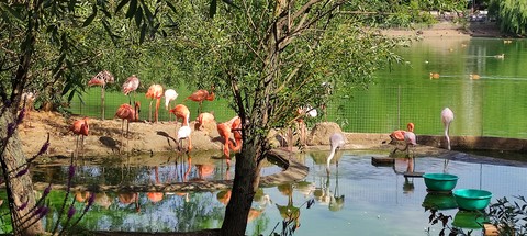 lake, flamingo wallpapers