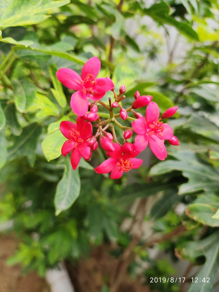 Flower:)