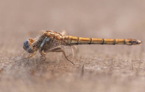 sfondi dragonfly, wing