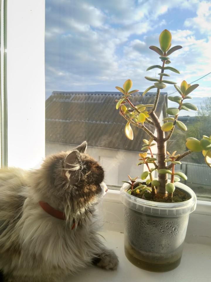 my cat