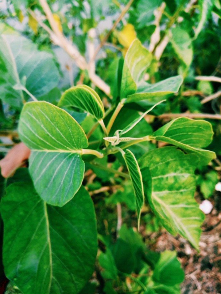 living plant