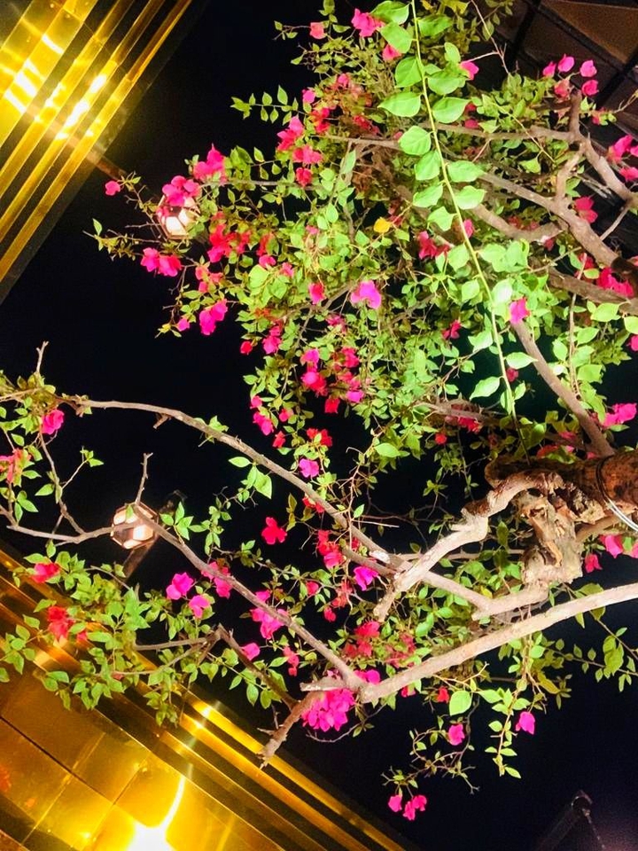 bouganvillea