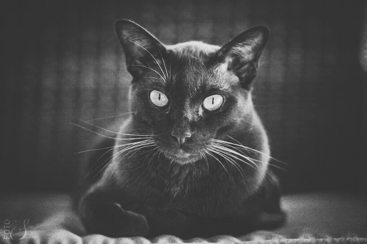 kitty :P