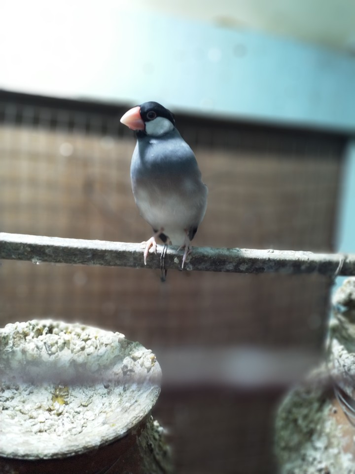 birds