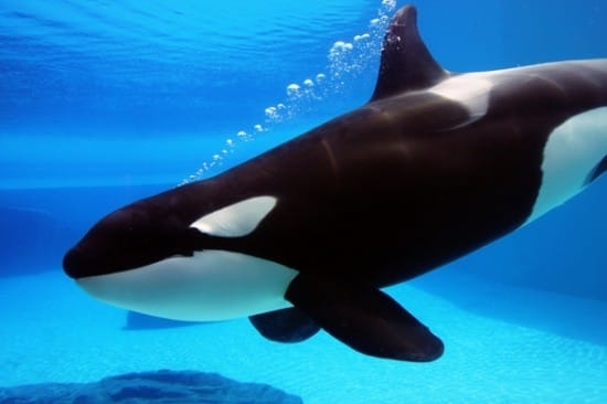 Whale