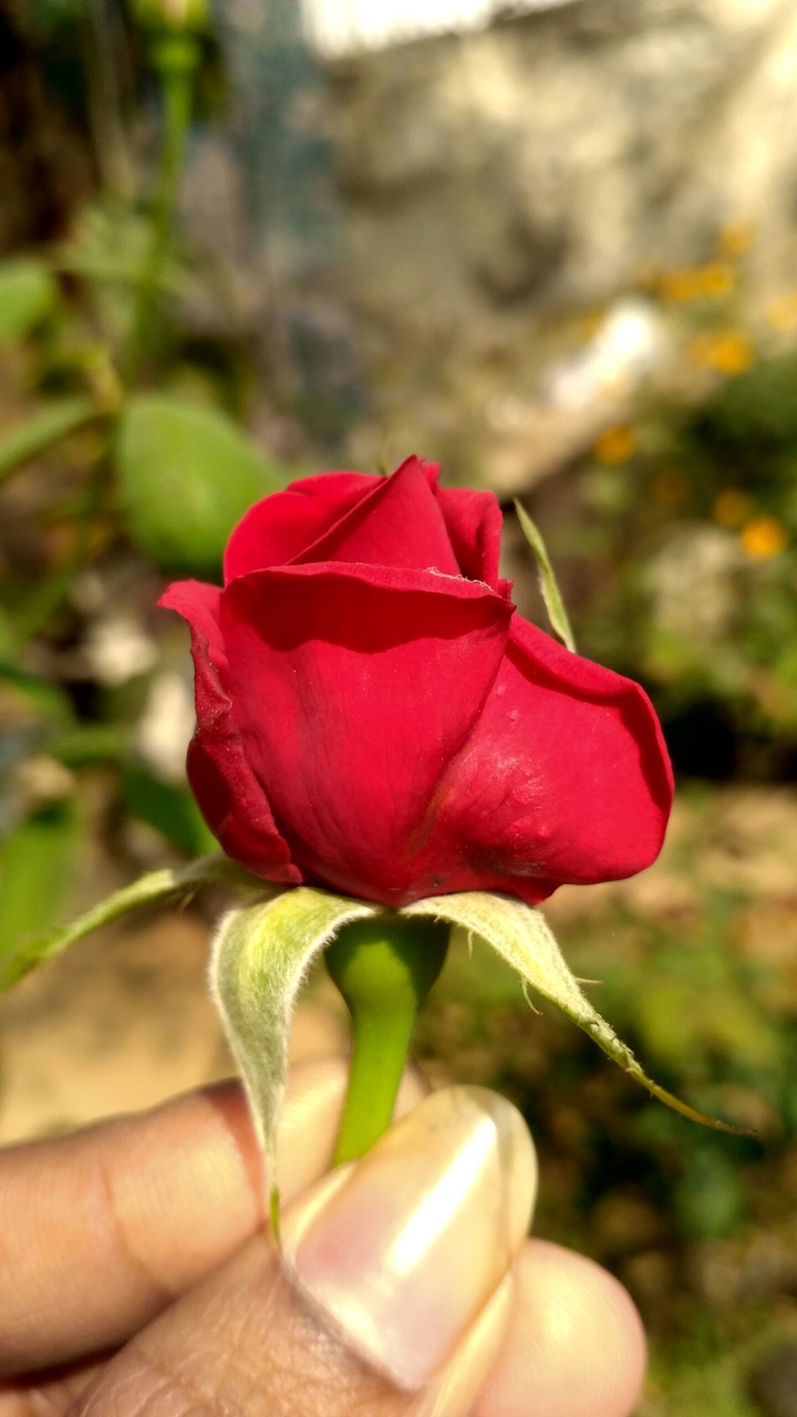 Rose...