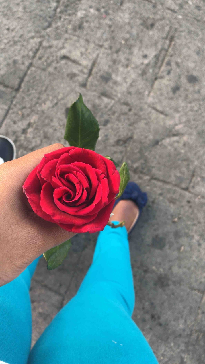 Rosa Roja