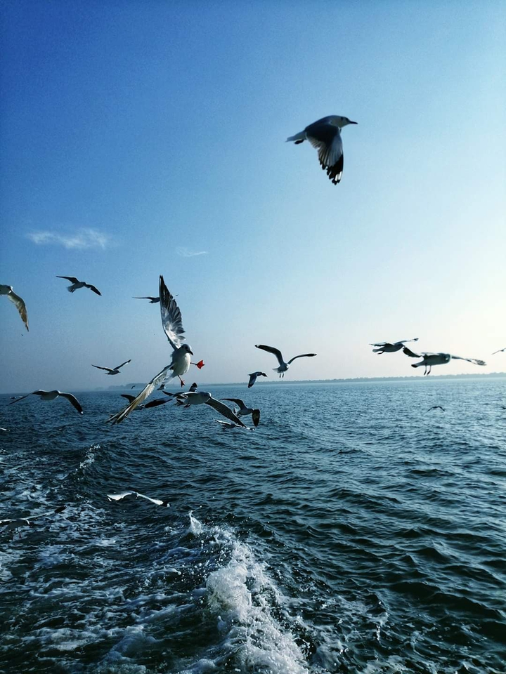 Ocean Bird's ❤