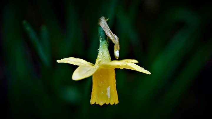 #Ballet Of Nature