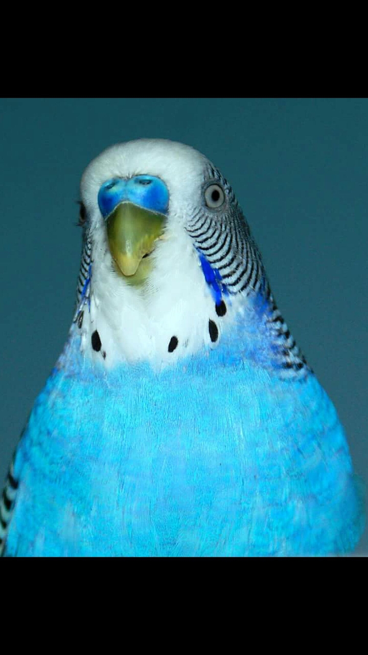bird