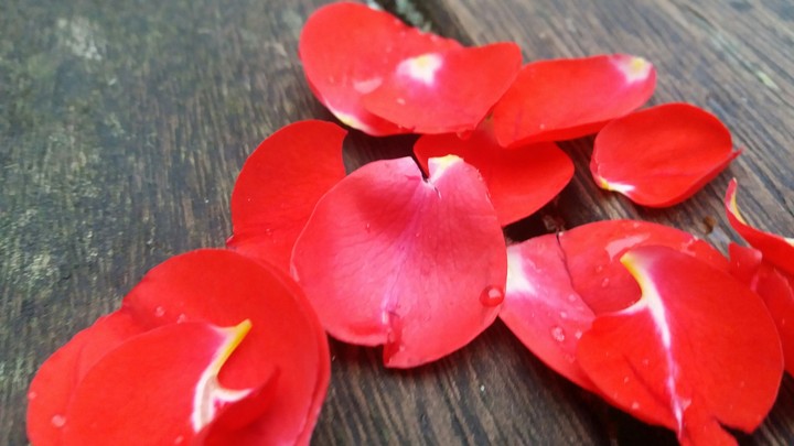 petals de fleurs