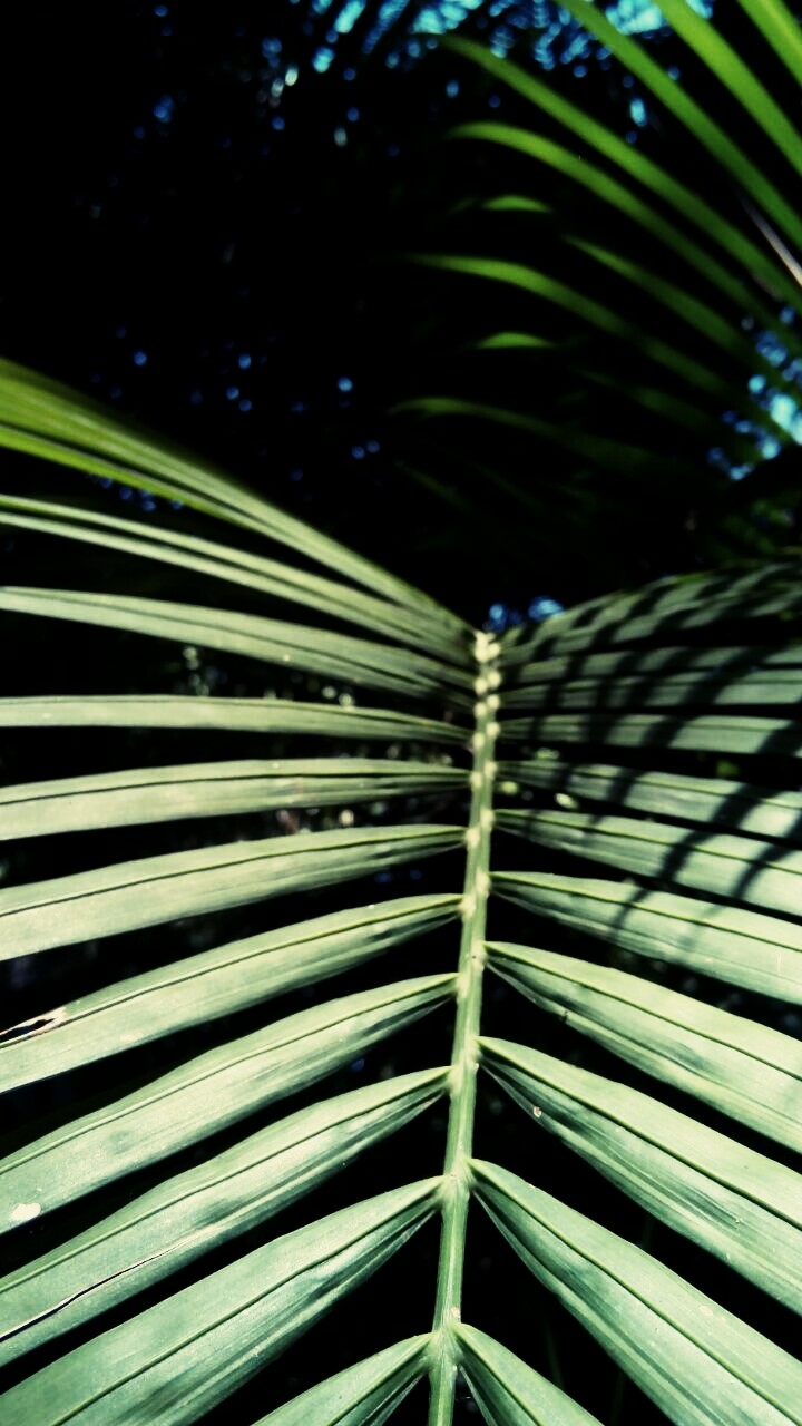 Green grass