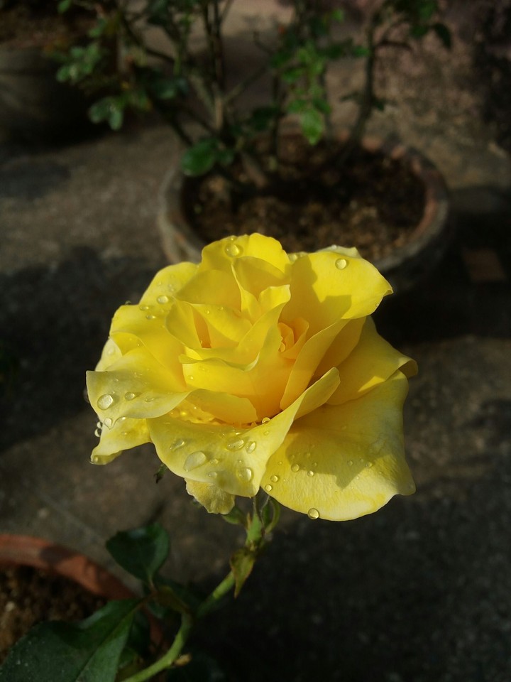 colour of Sun......
