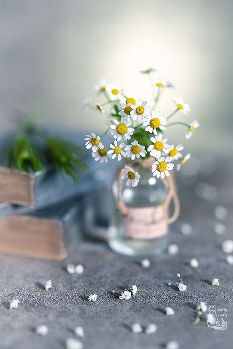 tapety Table, petal