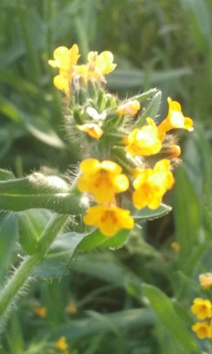 yellow flowers 2