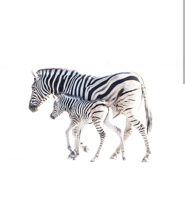 zebra