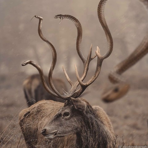 Deer
