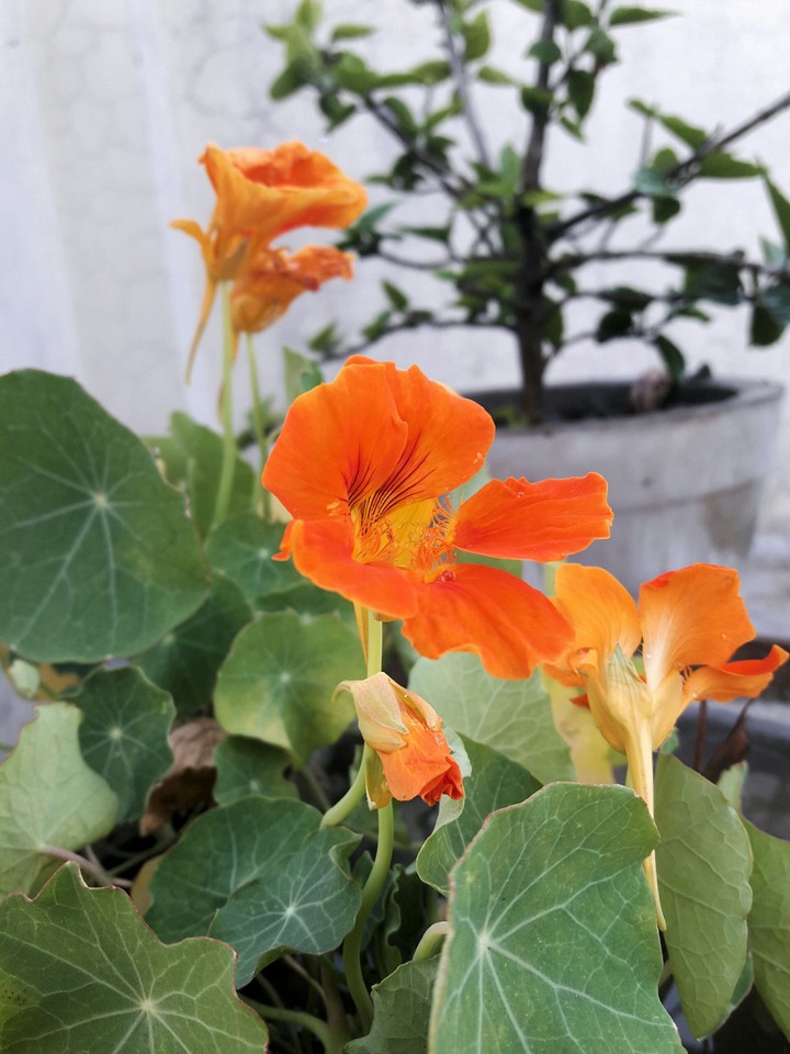 lite florescent orange