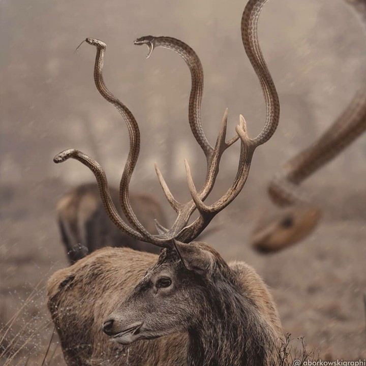 Deer