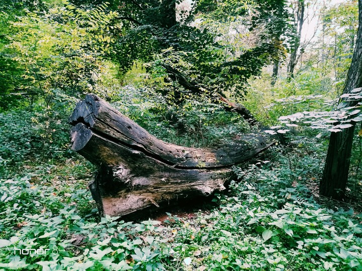 forest