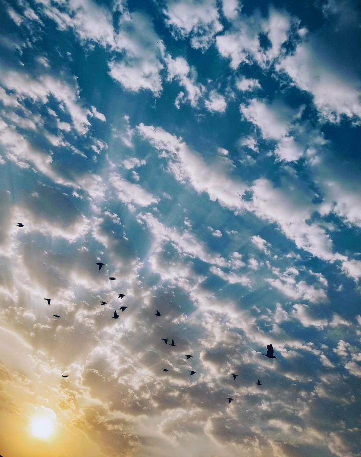 Morning Light and Birds.