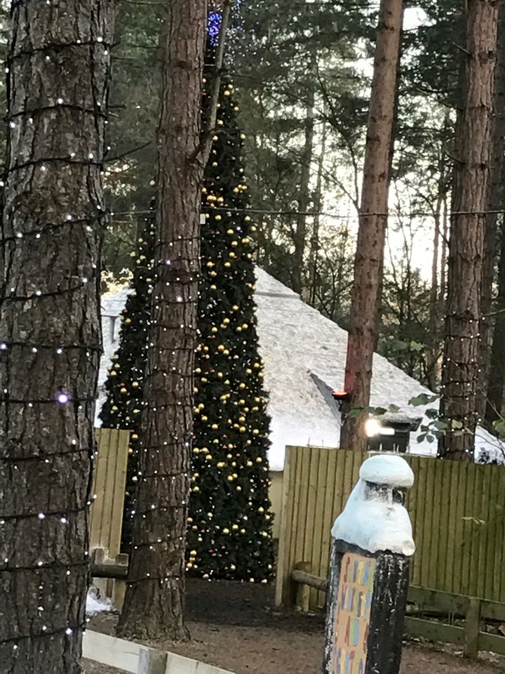 treeeee