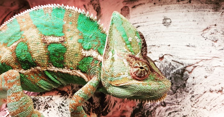 Cameleon