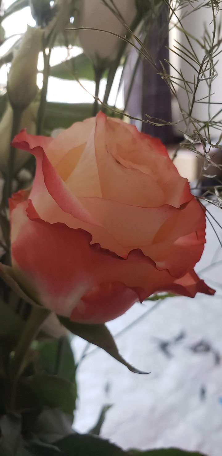 beauté