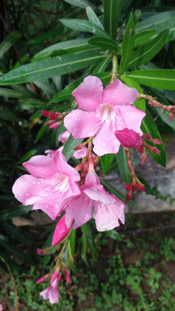 beuaty of flower