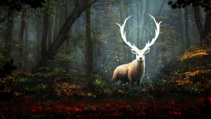The Ancient Spirit of the Forest