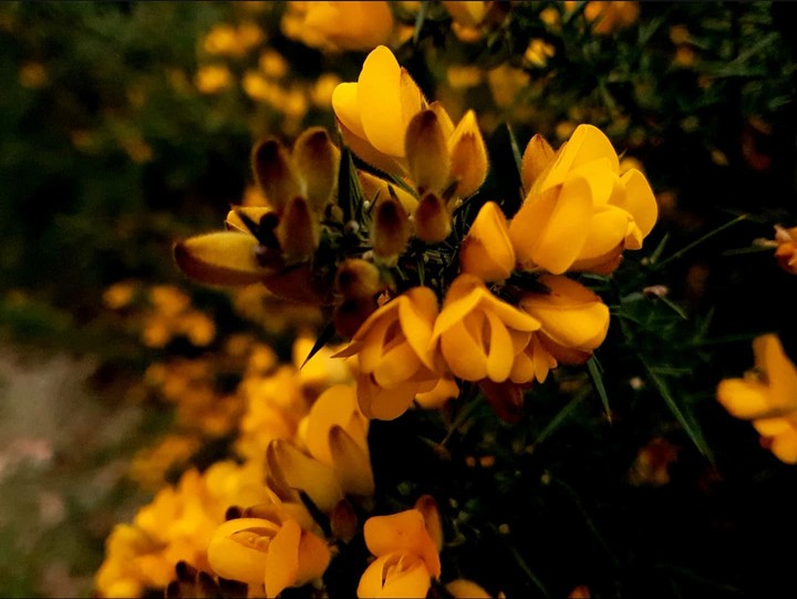 Flower ?