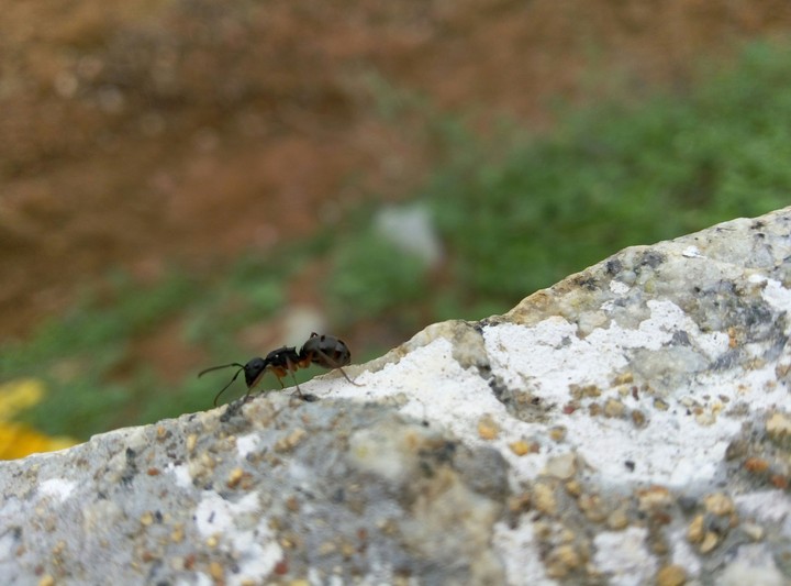 Micro photography