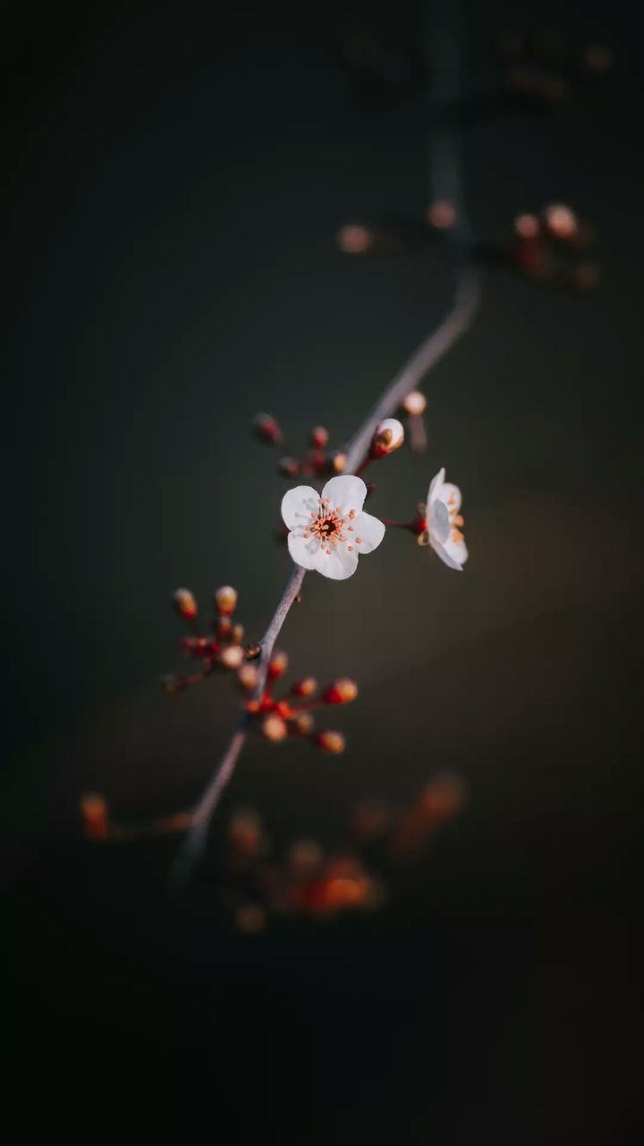 Heart Flowers
