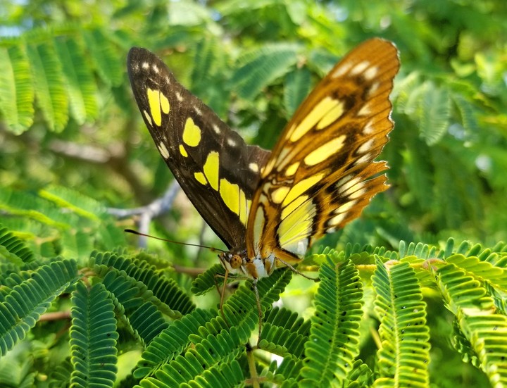 MARIPOSA EN LA RAMA, SAN LORENZO, GRO