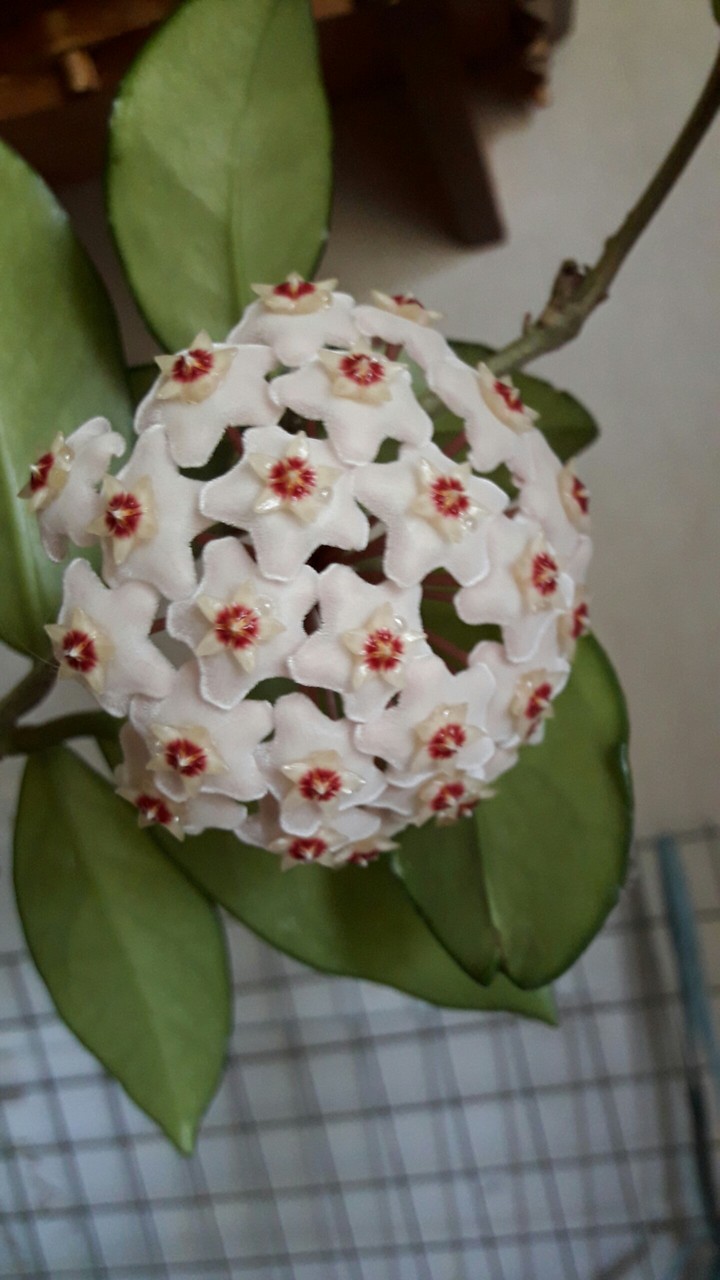 плющ