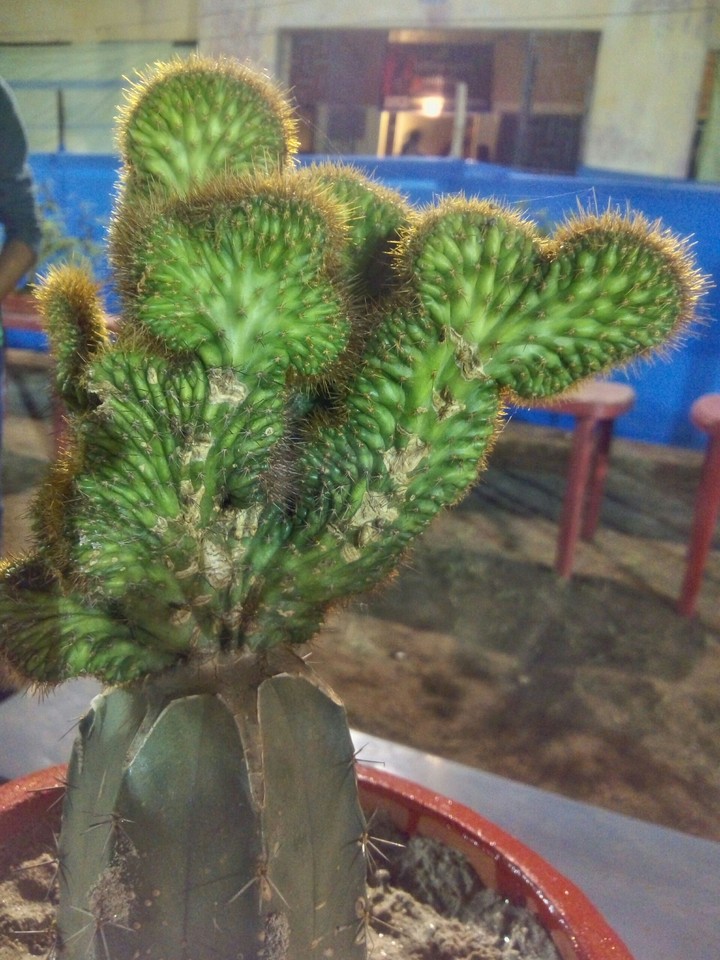 cactus