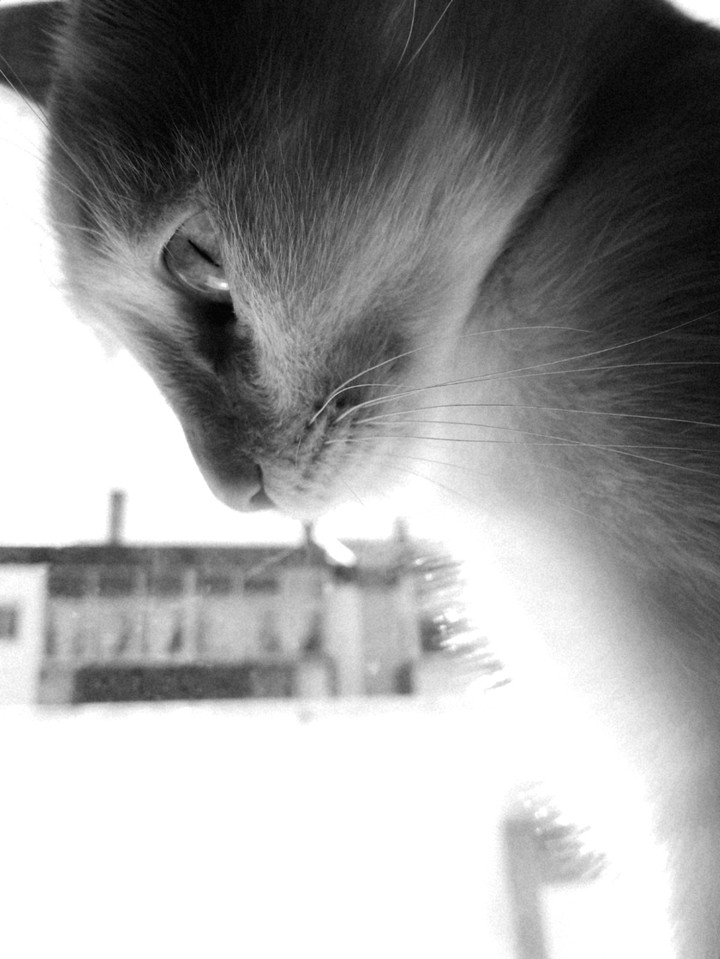 white cat