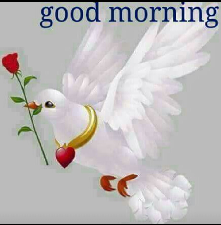 GOOD MORNING