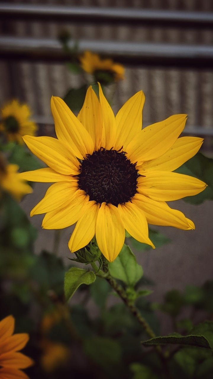 sunflower