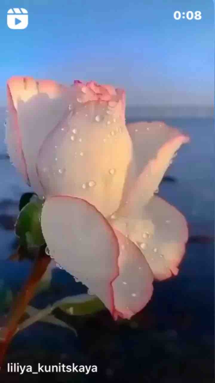 обои pedicel, floribunda